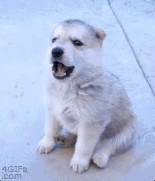 Husky Puppy GIFs Find Share On GIPHY
