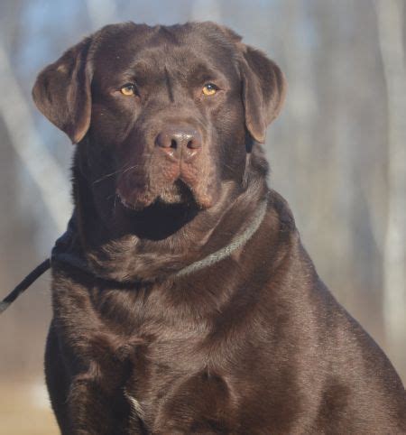 The labrador retriever (also labrador, or lab for short) is one of several kinds of retriever, a type of gun dog. Noble's Page - Family Loved Labs -English Labradors for ...