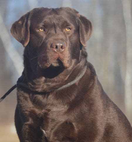 The color of puppies produced by other color combinations of parents are a little more complicated. Noble's Page - Family Loved Labs -English Labradors for ...