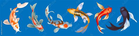Koi Fish Vector Illustration Japanese Carp And Colorful Oriental Koi In