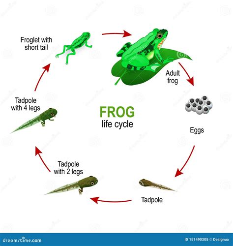 Frog Life Cycle From Eggs And Tadpoles To Froglet With Short Tail And