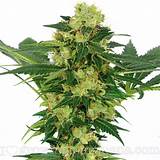 Marijuana Plant With Seeds Images