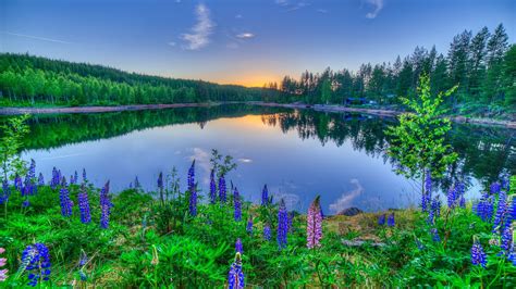 Sunset Is Reflecting On Lupine Lake And Flowers Hd Nature Wallpapers