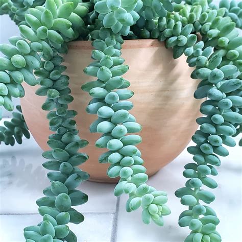 A How To For Propagating Your Burros Tail Succulent
