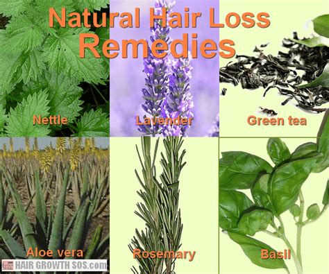 We're talking about natural herbs for hair growth, which appear in all kinds of formulas ranging from scalp oils to daily pills. Which Natural Hair Loss Remedies Can Help You? Hair Growth SOS