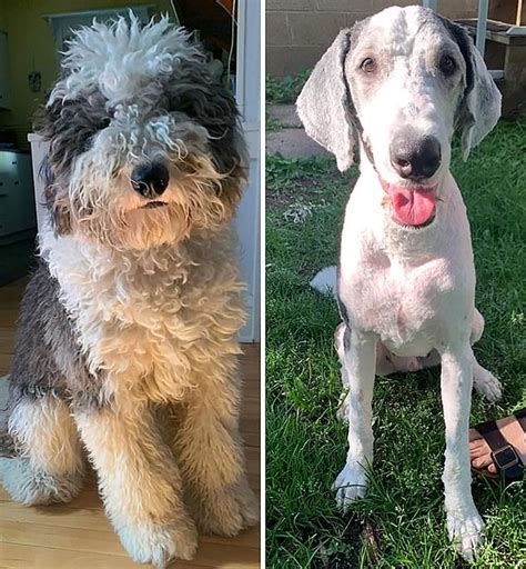 Amazing Images Show The Same Dogs Before And After A Dramatic Trim
