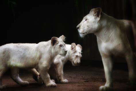 White Lion With Two Cubs Lions Hd Wallpaper Wallpaper Flare