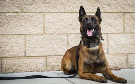 10 Working Dog Breeds To Look At Cesars Way