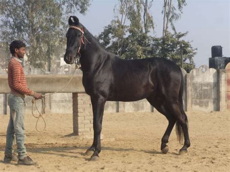 Per oz 7,790.51 malaysian ringgits. PURE BLACK BEAUTIFUL HORSE FOR SALE ADOPTION from CSM ...