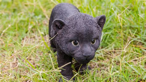 26 Best Ideas For Coloring Baby Black Panther