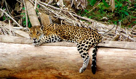 10 Endangered Species Of Amazon Rainforest Wildlife