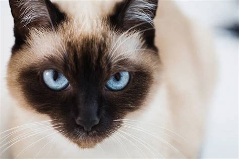 Siamese Cats The Ultimate Guide To Their History Types