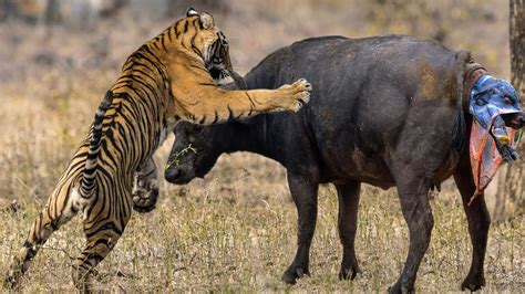 Tiger Attack Buffalo A Dark Day For The Mother Buffalo Youtube