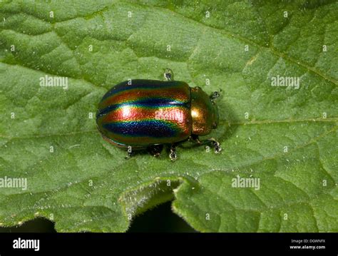 Rainbow Leaf Beetle Snowdon Beetle Chrysolina Cerealis A Beautiful