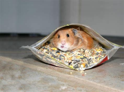 Mar 05, 2017 · depending on your landlord, however, you may be able to get permission to bring your pet into your apartment openly. 10 Of The Sneakiest Pictures Of The Sneakiest Animals You ...
