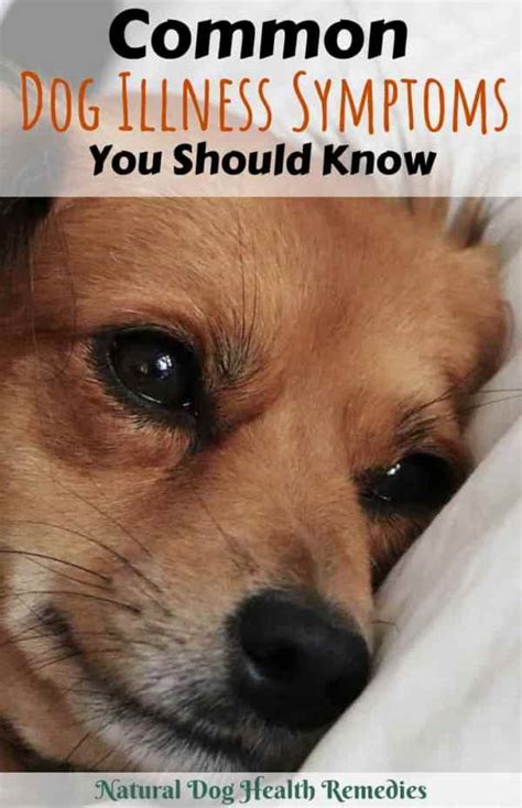 Unfortunately, cat flu still persists, despite the availability of vaccines. Dog Illness Symptoms | Common Canine Illnesses