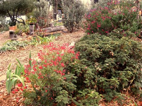 Some of the more popular ones are listed below. A garden seasoned with Autumn sage