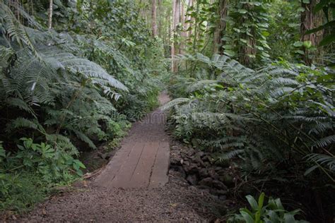 Narrow Muddy Path With Boardwalk Surrounded By Green Lush Vegetation