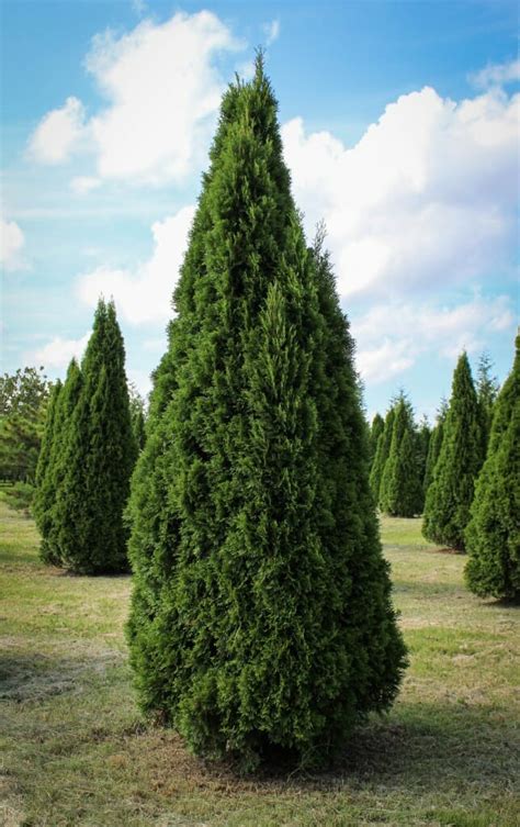 Emerald Green Arborvitae Halka Nurseries