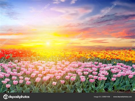 Field Spring Flowers Tulips Blue Sky Beautiful Meadow Nature Background — Stock Photo © Fotoall