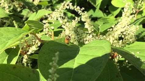But pollen in honey can come from other flowers as well, not just the. Japanese Knotweed gives us the best tasting honey in Maine ...