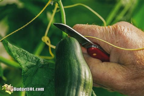 Bitter Cucumber Cure How To Fix Bitter Cucumbers Kitchen Tips N Tricks