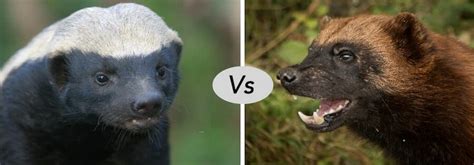 Honey Badger Vs Wolverine Fight Comparison Who Will Win