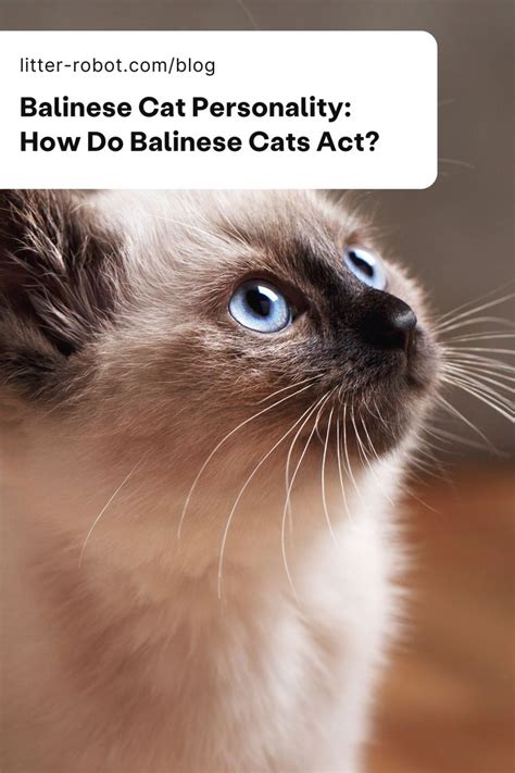 Balinese Cat Personality How Do Balinese Cats Act Litter Robot