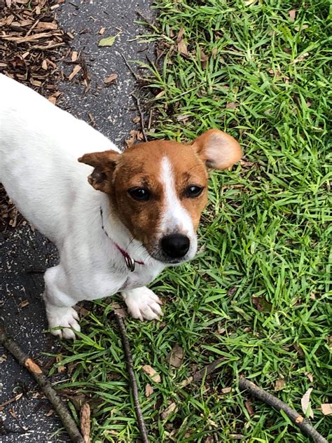 Pixie Small Female Jack Russell Terrier Dog In Vic Petrescue