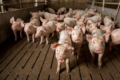 Swine Breeding Herd Increases For First Time Since 2019 Proag