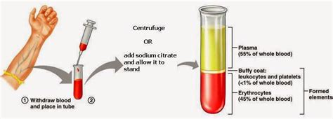 Brief Account On Blood Plasma And Its Functions Simplebiology