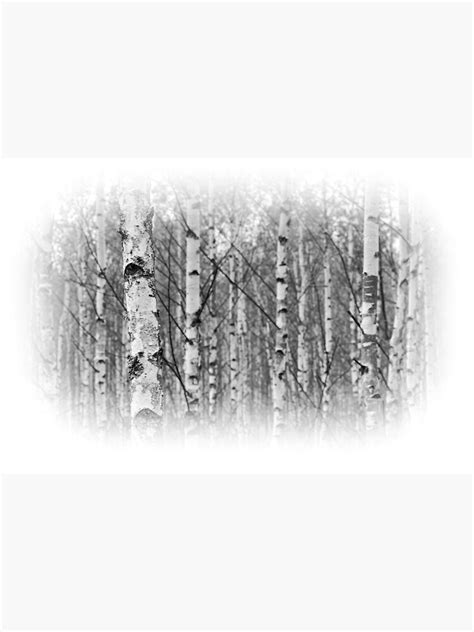 Birch Tree Forest Black And White Sticker By Robert Pastryk Redbubble