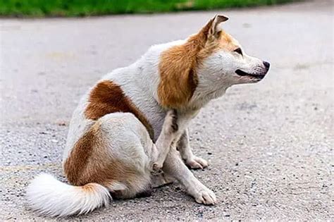 Eczema In Dogs Symptoms Causes And Treatments