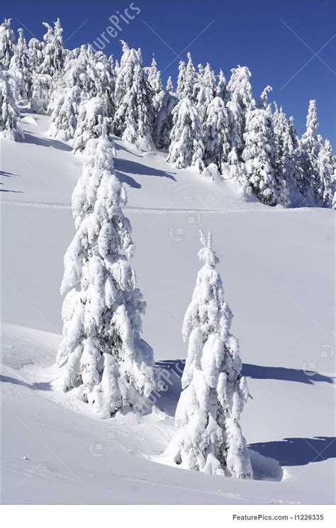 Image Of Snow Covered Pine Trees On Mountain Side