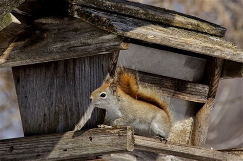 We did not find results for: Learn how to keep squirrels away from bird feeders with ...