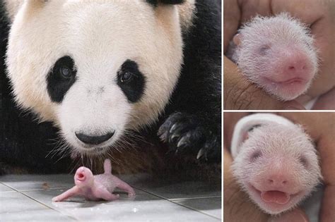 Pandamonium Giant Panda Gives Birth To Twin Girl Cubs In South Korea