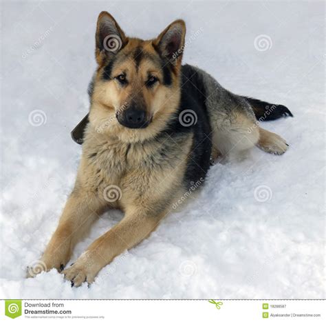 The Dog Of Breed A German Shepherd On Snow Stock Image Image Of