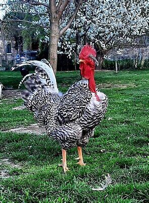 X Hatching Eggs Rare Transylvanian Naked Neck Large Fowl Egg Layer