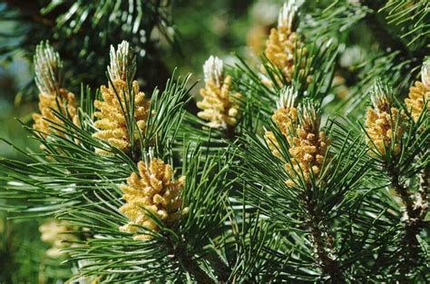 White Pine Tree How To Plant And Care For The White Pine Tree