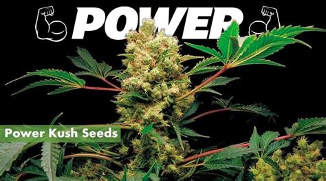 Where To Buy The Best Power Kush Seeds Online 10buds