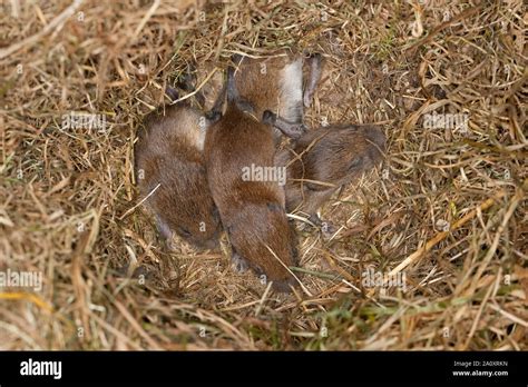 Maus Im Wald Hi Res Stock Photography And Images Alamy