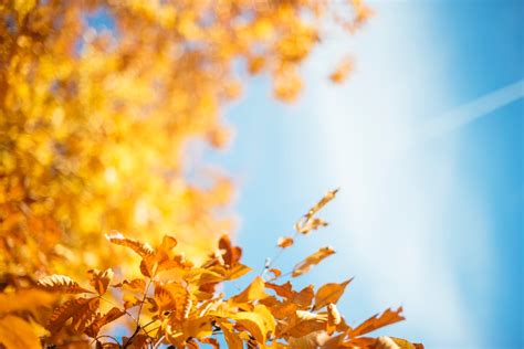 350 Fall Leaves Pictures Hq Download Free Images On