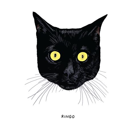 All Black Cats Are Not Alike The New Yorker