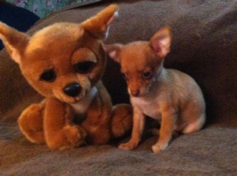 Check spelling or type a new query. Tiny, Toy, TEACUP,Chihuahua Brothers...Tan pup /other pup ...