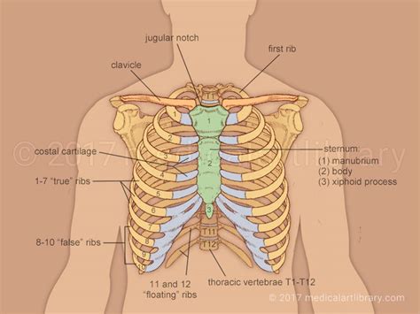 Human Organ Anatomy Ribs