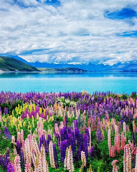 Lake Tekapo South Island New Zealand New Zealand Travel Nature