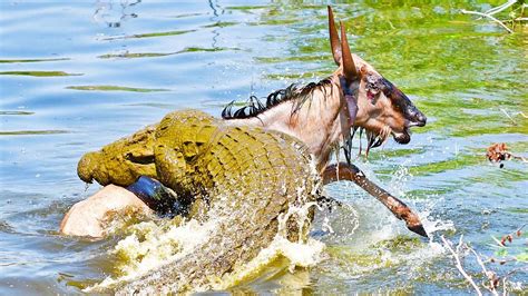 Wildebeest Escapes Small Croc To Swim Into Jaws Of Monster Croc Video