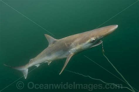 Pacific Sharpnose Shark Caught On Longline Photo Image