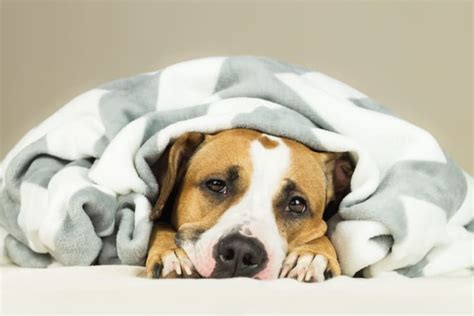 Signs And Symptoms Of Pneumonia In Dogs Oak Grove Vets