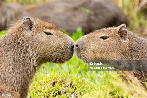 Capybara Stock Photo Download Image Now Capybara Love Emotion